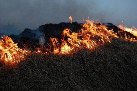 AFP: Portugalia solicita ajutorul UE, deoarece incendiul de vegetatie ameninta o padure inclusa in lista UNESCO