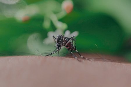 Inca un caz de imbolnavire cu West Nile in judetul Suceava. Unul dintre cei patru pacienti infectati a murit