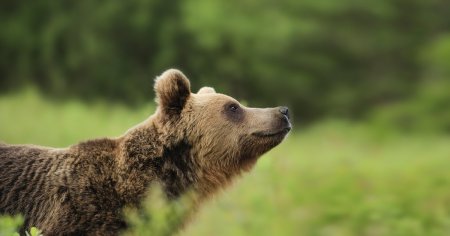 Peste 150 de ursi impuscati in Suedia. Ecologistii acuza 