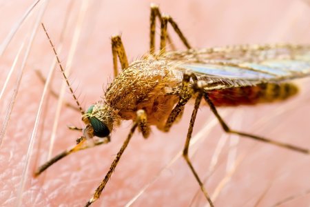 Creste numarul de cazuri de infectie cu virusul West Nile in Romania