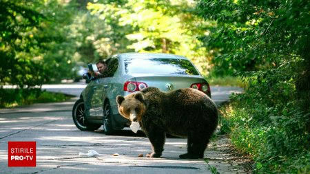 Ursii cersetori de pe Transfagarasan, o adevarata mina de aur pentru agentiile de turism. Cat costa un safari