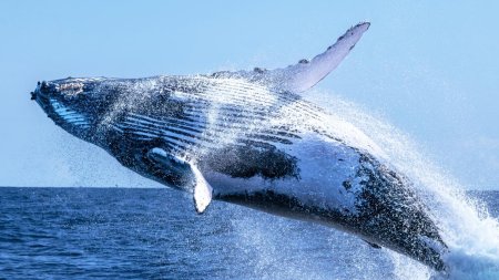 O balena a fost salvata intr-o operatiune riscanta dupa ce a ramas blocata ore intregi in plasele de pescuit