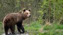 Sapte persoane care hraneau ursi la marginea drumului, pe DN2D, au fost amendate de jandarmii montani