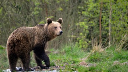 Sapte persoane care hraneau ursi la marginea drumului, pe DN2D, au fost amendate de jandarmii montani