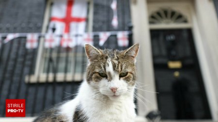 Planul intocmit de Downing Street pentru momentul in care motanul Larry va ramane fara cele 9 vieti. Cati ani a implinit