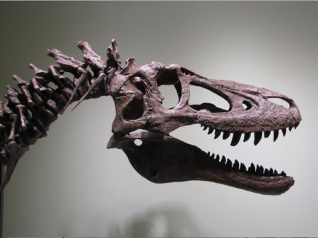 Origine neobisnuita descoperita pentru asteroidul care a ucis dinozaurii - studiu