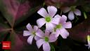 Oxalis triangularis (trifoi <span style='background:#EDF514'>ORNAMENT</span>al) - Cum sa ii pastrezi culoarea violet intens si unde sa asezi planta