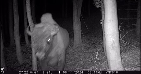 Zimbrii, cele mai mari animale terestre din Europa, filmate intr-o padure din Neamt. Sunt urmasii lui Podarec si Polonka