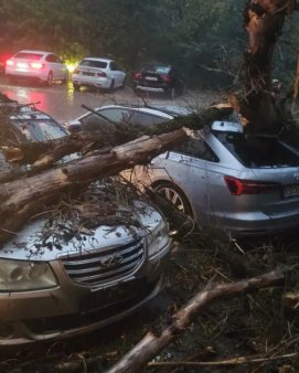 Furtuna violenta la Iasi: Copaci doborati de vant peste masini in cartierele Ciric si Tatarasi