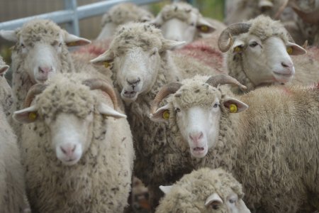 Peste o mie de ferme, afectate in Belgia de boala virala 