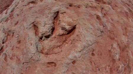 Amprente identice de dinozauri, gasite pe maluri opuse ale Atlanticului. Calatoreau printr-un bazin luxuriant acum 120 milioane de ani