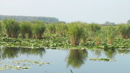 Proiectul renaturarii Luncii Dunarii, tergiversat 15 de ani pentru ca deranjeaza interesele 