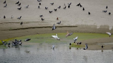 Protest Greenpeace in albia secata a Parcului Natural Comana - Viitorul ramane fara apa