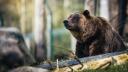 Cum iti protejezi locuinta si animalele de ursi