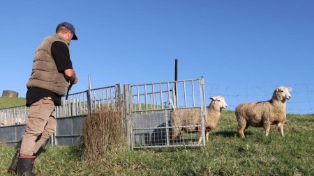 Ciuma oilor scoate in strada fermierii. Ei acuza ANSVSA ca vrea sa le omoare animalele: Focarul de la Tulcea a ajuns la Timis. Cum?