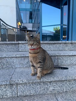 A disparut Vasi, pisica mascota a aeroportului Otopeni. Agajatii fac apel la populatie pentru a o gasi