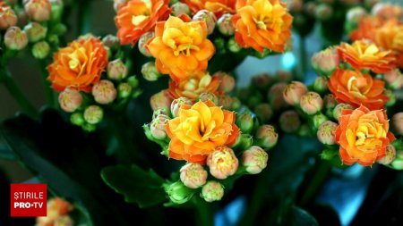 Kalanchoe blossfeldiana, planta de apartament cu flori frumoase care necesita <span style='background:#EDF514'>PUTINA</span> ingrijire