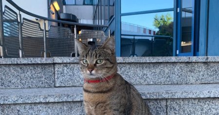 De ce ar fi disparut Vasi, pisica <span style='background:#EDF514'>MASCOTA</span> a Aeroportului Otopeni. Sunt zeci de oameni care o cauta...