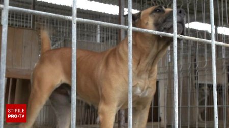 Un caine din rasa Dogo Canario, care ar fi fost abandonat, a speriat locuitorii unui sat din Bacau. Oamenii au sunat la 112