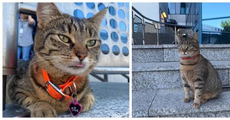 De ce ar fi disparut, de fapt, motanul Vasi, mascota Aeroportului Otopeni. Este cautat si acum de zeci de oameni