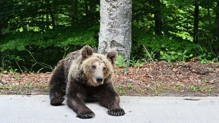 Ursul a intrat si in curtea presedintelui CJ Harghita, Borboly Csaba. Treziti-va la Bucuresti!