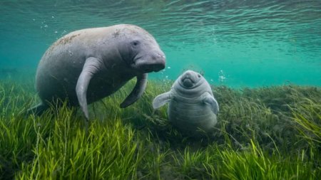 Cele mai frumoase fotografii cu animale salbatice din 2024. Una dintre ele este facuta de un baiat roman de 11 ani