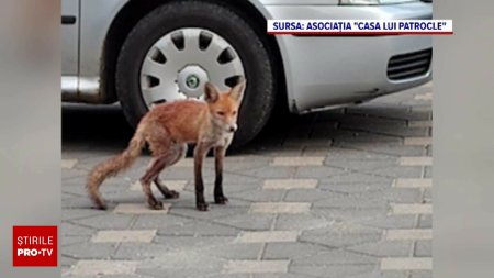 Dosar penal dupa ce un pui de vulpe a fost ucis in Vatra Dornei. Primarul sustine ca a cerut doar sa fie mutat