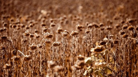 Pierderi mari la recoltele de porumb si floarea-soarelui din Romania, din cauza secetei. <span style='background:#EDF514'>AGRICULTORII</span> au anuntat cifrele