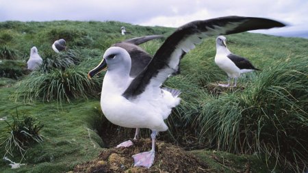 Insula izolata unde soarecii mananca <span style='background:#EDF514'>ALBATROS</span>ii de vii: Oamenii de stiinta i-au condamnat la moarte prin bombardament