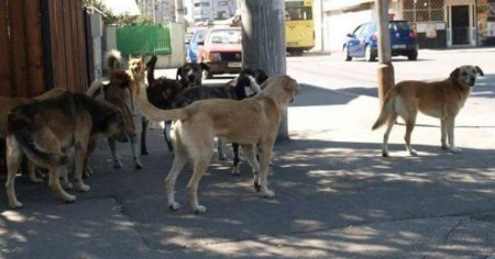 Tragedie in Harghita. Un copil de 11 ani a murit dupa ce a fost atacat de caini