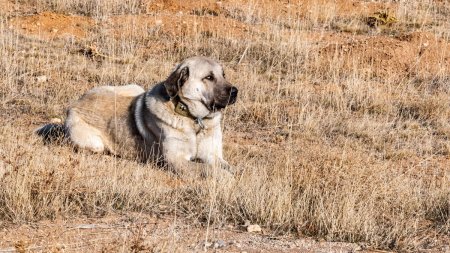 Un copil a murit dupa ce a fost muscat de cainii familiei sale, la o ferma din Harghita