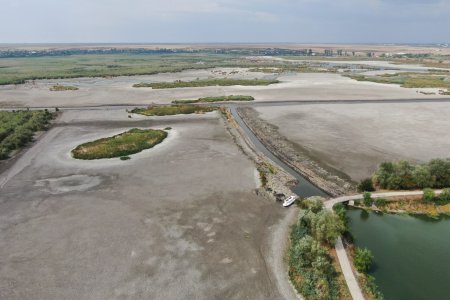 Imagini dramatice din Delta Neajlovului: Parcul Natural <span style='background:#EDF514'>COMANA</span>, aproape secat din cauza secetei severe