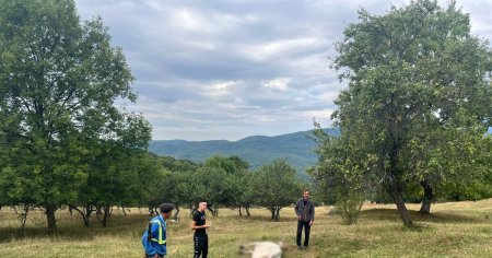 Un urs a sfasiat o vaca la o stana din judetul Vilcea. Animalul salbatic nu a fost gasit