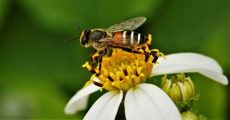 Albine pitice rosii asiatice, o specie invaziva, descoperite in premiera in Europa