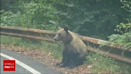 Plimbarile pe Transfagarasan nu mai sunt sigure din cauza ursilor. Am plecat cu ursul dupa mine, era cu botul in masina