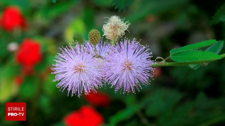 Mimosa pudica, planta <span style='background:#EDF514'>BURUIANA</span> pe care multi o cresc in apartament. Ce se intampla daca ii atingi frunzele