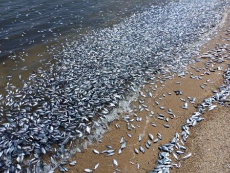 Stare de urgenta in orasul-port Volos din Grecia, din cauza pestilor morti