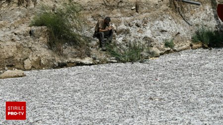 Tone de pesti morti au umplut portul turistic Volos din Grecia. A fost declarata stare de urgenta. GALERIE FOTO