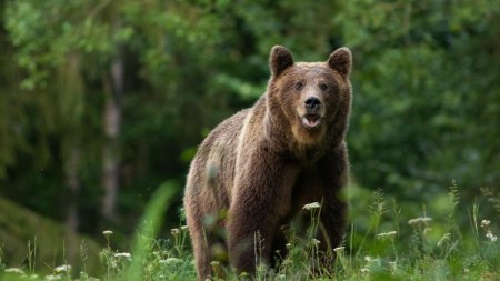 O familie a dat nas in nas cu trei ursi, pe un traseu din Slanic Moldova. Au intervenit jandarmii montani