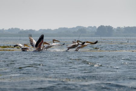 Agentia Nationala pentru Protectia Mediului- 34 de ani de cand Delta Dunarii este rezervatie a biosferei