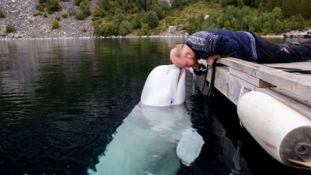 Incredibila poveste a lui Hvaldimir: Balena alba spion rusa care a fost gasita moarta in Norvegia