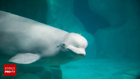 Hvaldimir, beluga spion a Rusiei, a fost gasita moarta in Norvegia. 