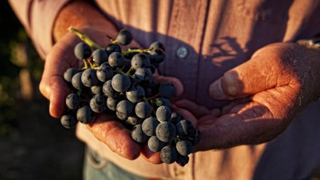 Nepalezii au ajuns sa faca de toate in Romania: Acum merg si la cules de struguri. Cat castiga un muncitor pe luna