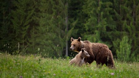 Turistii care opresc pe Transfagarasan sa hraneasca ursii vor fi amendati nu o data, ci de doua ori