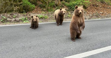 Amenzi pentru turistii care hranesc ursii sau stationeaza ilegal pe Transfagarasan