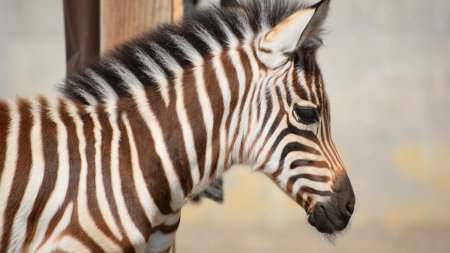 Primul pui de <span style='background:#EDF514'>ZEBRA</span> Grant s-a nascut la Zoo Brasov. Vizitatorii sunt invitati sa-i aleaga un nume