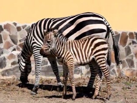 Primul pui de zebra nascut la Zoo Brasov. Turisii, invitati sa ii aleaga un nume