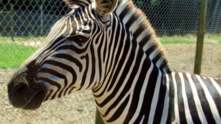 Primul pui de zebra nascut la Zoo Brasov. Turisii, invitati sa ii aleaga un nume