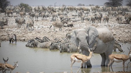 Macel in Namibia: Sute de animale salbatice sunt omorate, pentru hranirea populatiei infometate. ONG-urile cer anularea masurii