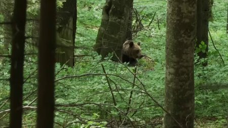 Un tanar din Maramures a fost atacat de o ursoaica in timp ce isi cauta un animal ratacit in padure